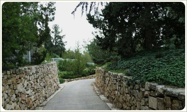 подпорные стенки из дикого камня и крупные зелёные хвойные деревья и почвопокровные с мелким резным листом