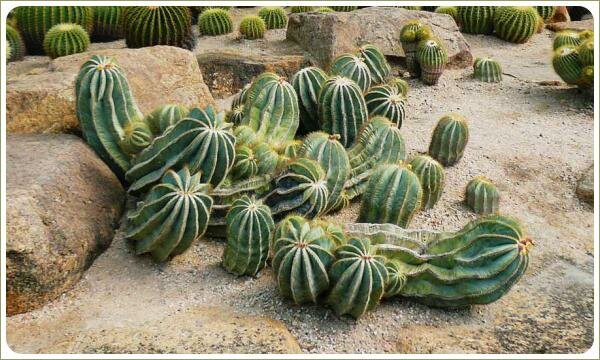 Кактусы голубоватого цвета причудливой формы в группе на камнях на фоне шарообразных зелёных кактусов