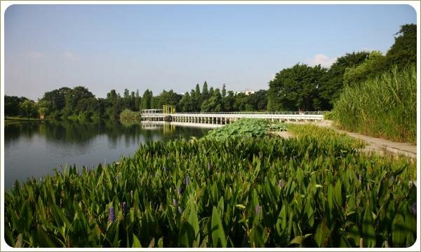 заросли прибрежных растений и водоём и мост