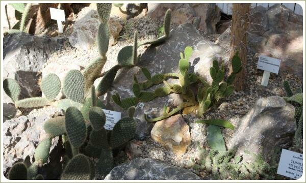 Опунция. Ботанический сад Карлова университета. Прага Колючие растения на фоне камней в композиции