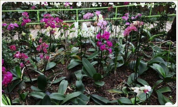 Целая полянка из белых и розовых орхидей Белые и розовые цветы на длинных цветоносах на поляне с коричневой почвой