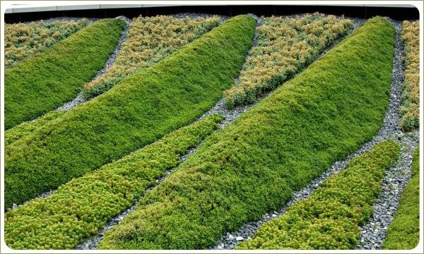 Немного приподнятые грядки с низкорослыми растеними различных оттенков зелёного цвета и гравийной отсыпкой