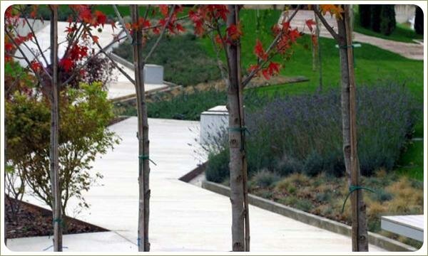 Кружево хай-тека. Аллея Рядовая посадка деревьев на фоне зигзагов дорожек и почвопокровных растений