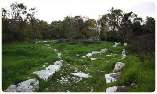 Извилистые ряды светлых камней различного размера в зеленой лужайке на фоне древесно-кустарниковых композиций