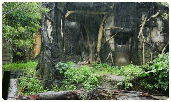 Грот со стволами деревьев и переплетёнными корнями и тигр на фоне дождя в тропическом лесу