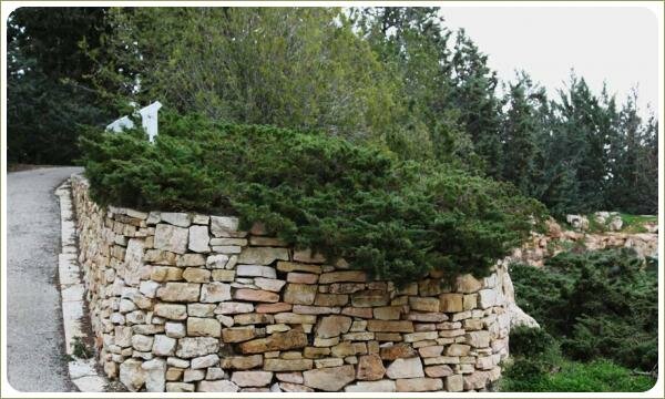 Выложенная из дикого камня закруглённая стена и грядка с хвойными и лиственными кустами и дорожка и группы растений