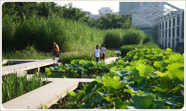 Заболоченные цветники и камыши и металличесике конструкции