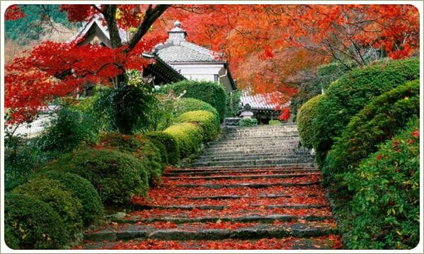 Краски осени - праздник клёнов и лестница