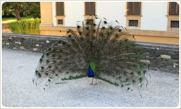 Сад с гуляющим павлином на фоне стенки из дикого камня 