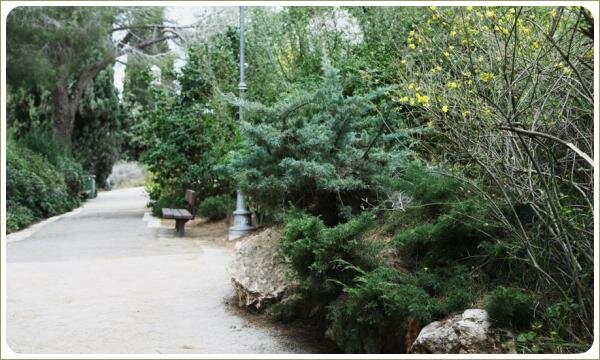 Разного оттенка зелёного цвета невысокие хвойные кусты и цветущие жёлтым кустарник и лиственные кустарники на фоне камней и вдоль дорожки и скамейка