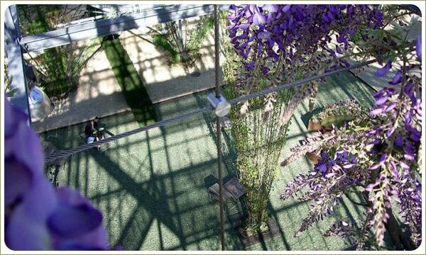 Сине цветущие лианы на металлической конструкции в парке