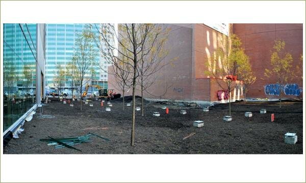 посаженные в грунт взролые лиственные деревья и фундаентные столбики под будущее дорожное покрытие