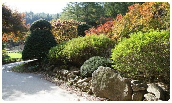 Яркие цвета в миксбордере вдоль дорожки в саду