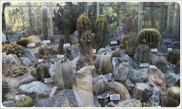 Astrophytum myriostigma. Ботанический сад Карлова университета. Прага Растения с колючками различной формы и цвета