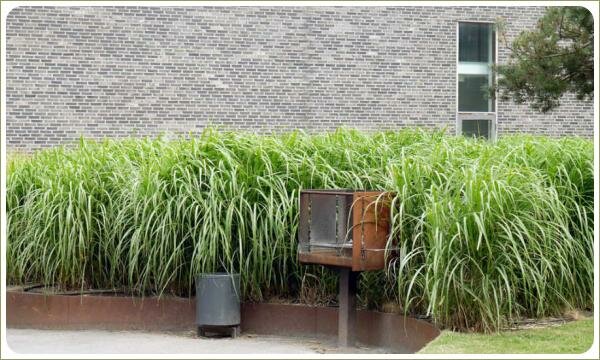 Высокие злаки на фоне дома и площадки и газона\