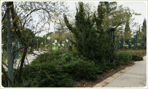 Одиночное цветение у плетистой белой розы на фоне группы из хвойных кустарников и мощёной камнем площадки