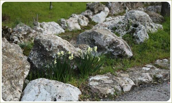 Жёлто цветущие кустики на фоне различного размера камней и на зелёной лужайке