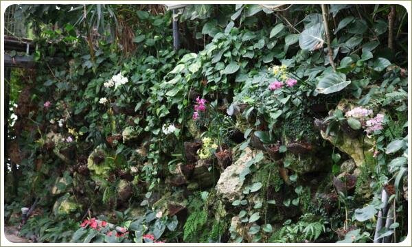 Стена из диких камней с орхидеями Белые и розовые цветы на фоне отвесной стены из камня заплетённой зеленью вьющихся лиан