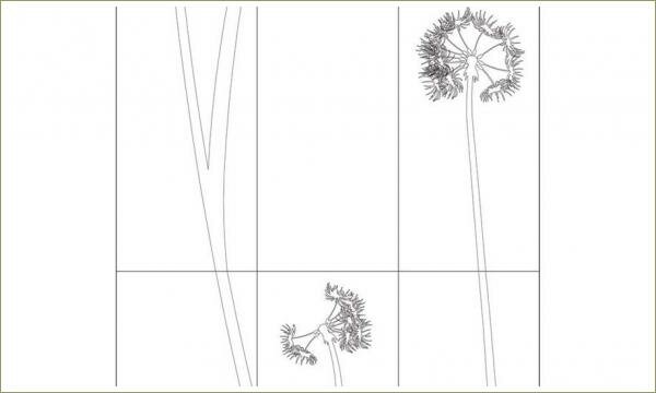 Графический рисунок с одуванчиками