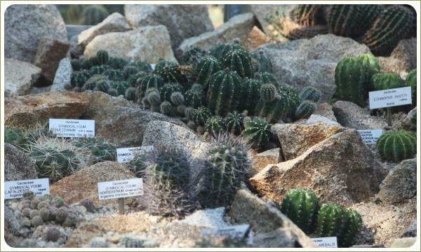 Композиция из кактусов. Ботанический сад Карлова университета. Прага Композиция из растений с колючками различной формы и цвета среди камней