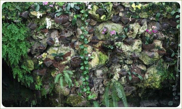 Орхидеи на мокрой стене над водоёмом, среди папоротников мелкие белые и розовые цветы среди зелени и камней и водных капель