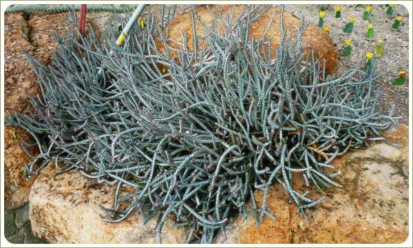 Голубоватого цвета тонкие колючие плети среди камней желтоватого цвета на фоне других экзотических растений