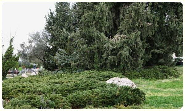 Высокое хвойное дерево и куртина из низкорослого хвойного кустарника на фоне крупного камня и зелёной лужайки