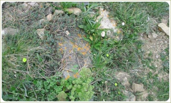 Растения с мелкими листьями