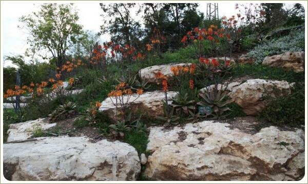 Множество оранжево цветущих растений на склоне среди камней на фоне деревьев и кустарников