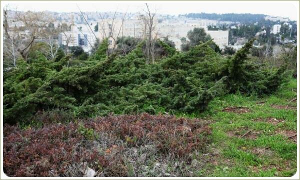 Большая куртина из можжевельника и отцветшая куртина травянистых многолетников на фоне газона с проплешинами