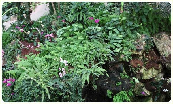 Альпийская горка с орхидеями Наклонная композиция с камнями и растениями и цветущими белым и розовым на длинных ножках цветами