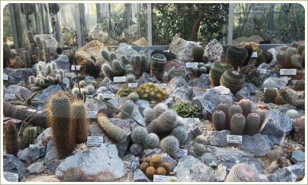 Кактусовый дизайн. Ботанический сад Карлова университета. Прага Декоративная группа из растений с колючками и каменных композиций