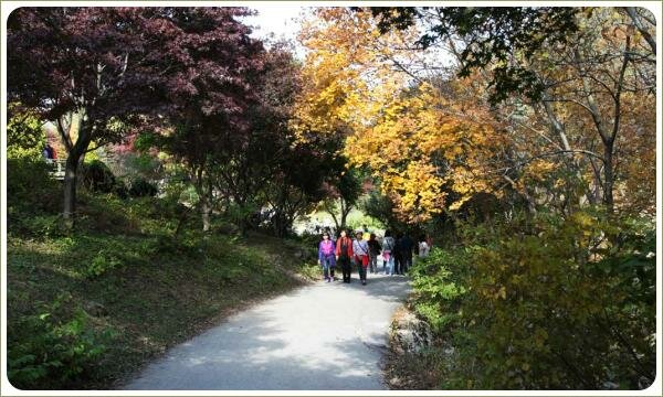 Дорожка по саду среди клёнов с разными цветами листьев