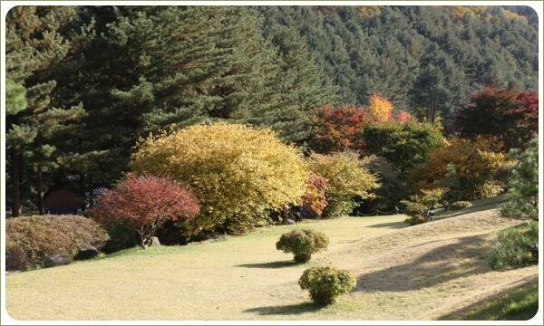 Деревья с жёлтой и красной кроной на фоне зелени хвойного леса
