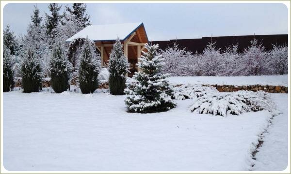 Сад с хвойными. Зима. Москва Хвойные растения под снегом вдоль дорожки