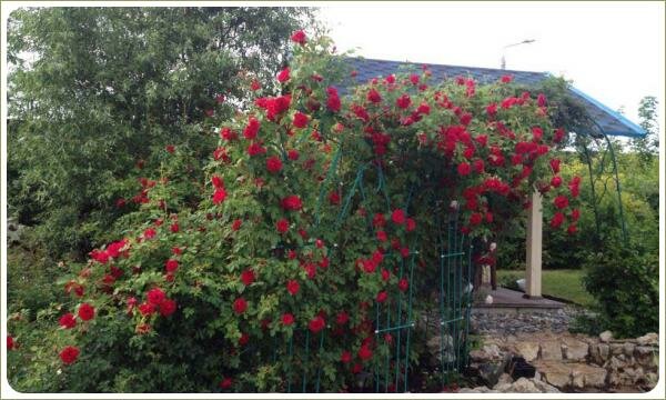 Большой куст на шпалере с красными цветами
