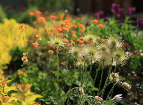 Гравилат в миксбордере (33-10) Яркий микс с гравилатом