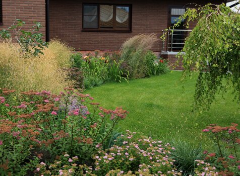 Берёза плакучая и злаковый микс