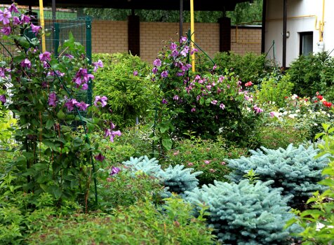 Клематисы, ель глаука глобоза, ирисы