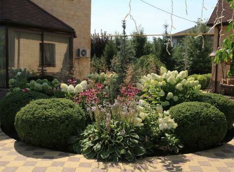 Клумба с гортензиями и ёлкой