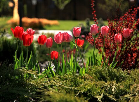 Клумба с тюльпанами