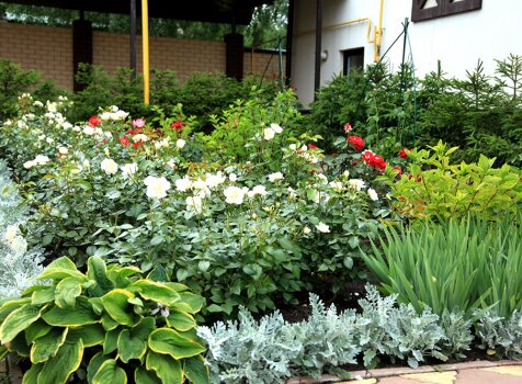 Розарий и многолетники (37-13) Розы, хосты, ирисы