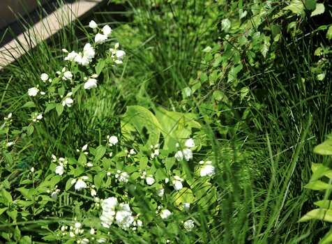 Чубушник и травы