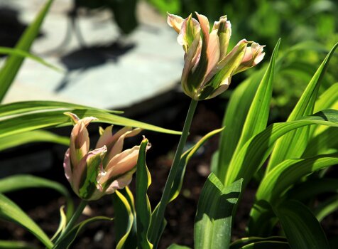 Нарядные тюльпаны