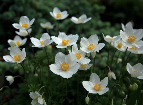 Нежные белые анемоны в саду