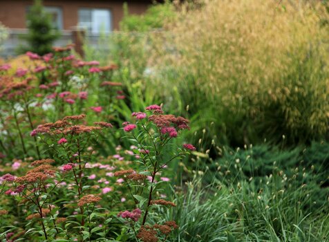 Злаки и спиреи