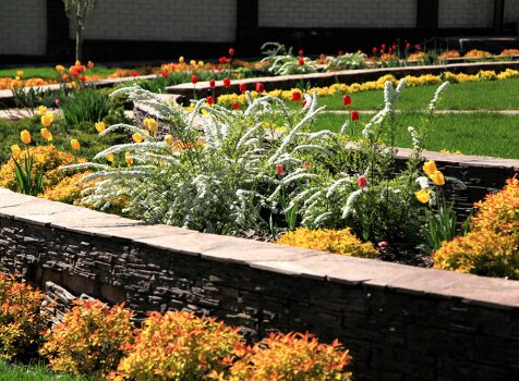 Спиреи и тюльпаны