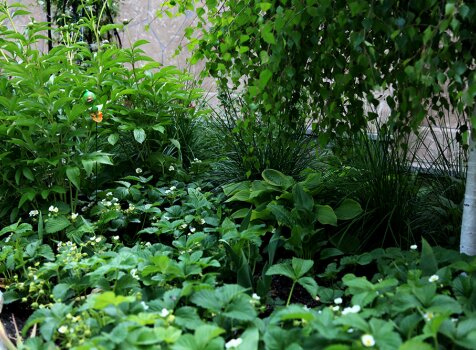 Белые капли цветение в саду под берёзой