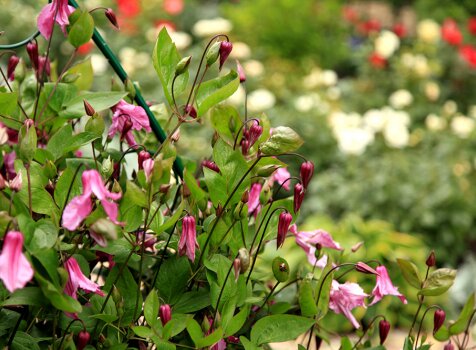 Лианы в саду