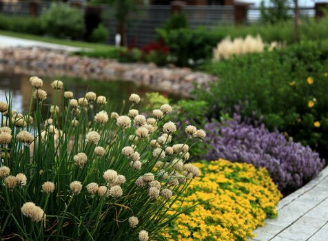 Цветущий берег пруда